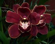 Marron Cymbidium Flower Seeds for Planting Heirloom Non-GMO High Germination Organic Garden Seeds Colorful Orchids -