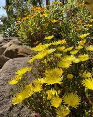 Yellow Lampranthus Flower Seeds - Heirloom Non GMO High Germination Organic Garden Planting