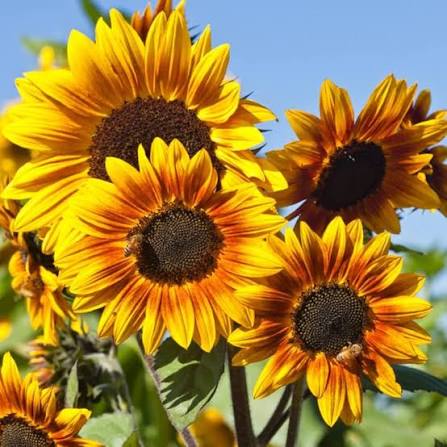 Yellow Sunflower Flower Seeds
