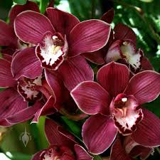 Marron Cymbidium Flower Seeds