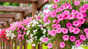 Pink White Petunia Flower Seeds