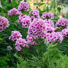 Pink Phlox Flower Seeds