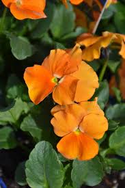 Orange Pansy Flower Seeds for - Heirloom Non GMO Premium Garden Seeds for Planting, High Germination Outdoor Plants