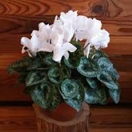 White Cyclamen Flower Seeds - Heirloom Non GMO High Germination Flower Seeds for Planting