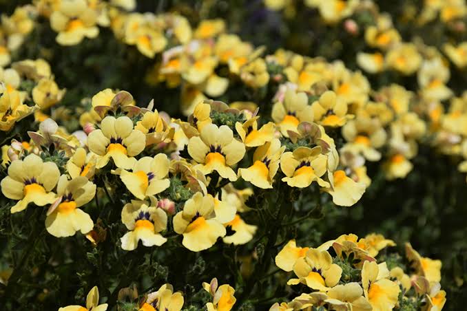 Yellow Nemesia Flower Seeds 