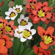 Red Sparaxis Flower Easy Grow Blossoms for Planting Heirloom Non-GMO High Germination Organic Garden for Home Garden