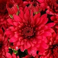 Red Chrysanthemum Flower Seeds Easy Grow Blossoms Home Garden Decoration Colorful Landscape Seeds for Planting Heirloom Non-GMO High Germination Organic Garden Seeds