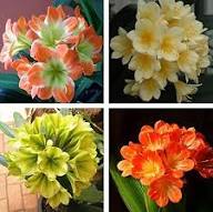 Clivia Flower Seeds Mixed - Heirloom Non GMO High Germination Garden Seeds for Planting