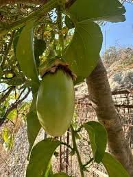 Jambo Passion Fruit For Backyard Cultivation Fruit Seeds