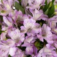 Purple Alstroemeria Flower Seeds