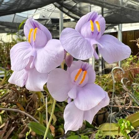 Utricularia Flower Seeds
