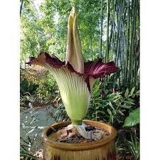 Purple Corpse Flower Seeds 