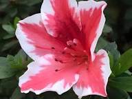 White Red Azalea Flower Bicolor Azalea Seeds Seeds for Planting Heirloom Non-GMO High Germination Organic Garden Seeds
