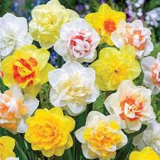 Daffodil Flower Seeds Mixed