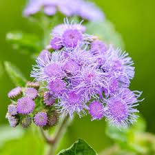 Purple Eupatorium Flower Heirloom Non-GMO High Germination Organic Garden for Planting Seeds - Heirloom Non GMO High G