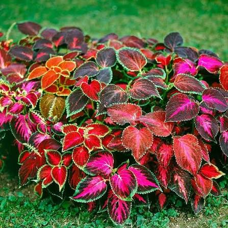 Pink Coleus Flowers Seed. 