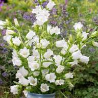 Pink Campanula Flower Seeds - Heirloom, Non-GMO, High Germination Flower Seeds for Planting