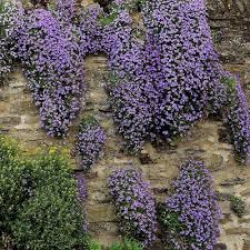 Purple Cress Flower Seeds Exotic Flowering Plants for Colorful Backyard Beauty Seeds for Planting Heirloom Non GMO High