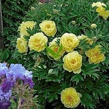 Bartzella Flower Seeds 