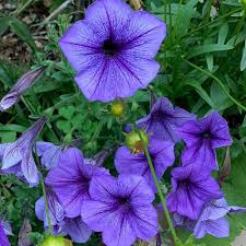 Purple Hanging Petunia Flower Seeds