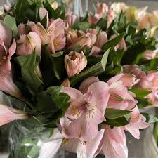 Pink Light Alstroemeria Flower Seeds Exotic Flowering Plants for Backyard - Heirloom Non GMO Premium Garden Seeds for Pl