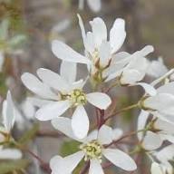 White Amelanchier Flower Seeds
