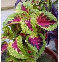Coleus Flower for Planting Heirloom Non-GMO High Germination Organic Garden for Colorful Landscape Gardens Seeds - Hei