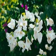 White Bougainvillea Flower Seeds