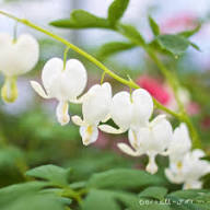 White Dicentra Seeds - Heirloom Non GMO High Germination Flower Seeds for Home Garden Planting