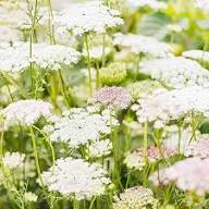 White Daucus Flower Seeds - Heirloom Non GMO High Germination Flower Seeds for Planting