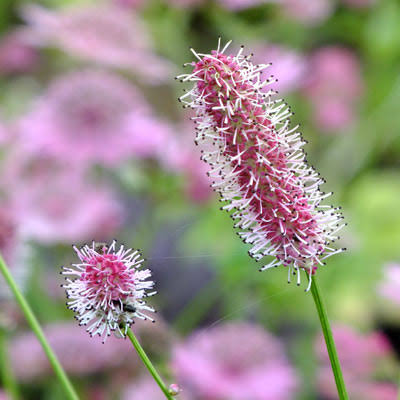 Purple Organic Sanguisorba Flower Seeds Heirloom Non GMO High Germination Organic Garden Seeds Seeds for Planting - Heir