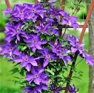 Violet Clematis Flower Seeds Rare Blooming Plants for Balcony and Patio Gardening for Colorful Seeds for Planting Heirlo