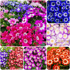 Cineraria Flower Seeds Mixed Exotic Flowering Plants Colorful Backyard Beauty Seeds for Planting - Heirloom Non GMO High
