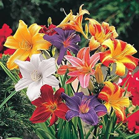 Hemerocallis Flower Seeds Mixed Rare Blooming Plants for Balcony and Patio Gardening Seeds for Planting Heirloom Non - H