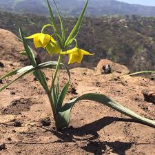 Yellow Calochortus Flower Seeds