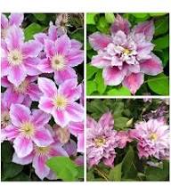 Giant Clematis Flower Seeds Violet Exotic Flowering Plants for Backyard Garden Beauty, Heirloom Non-GMO High...