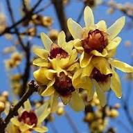Yellow Chimonanthus Flower Seeds