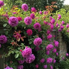 Climbing Rose Flower Seeds