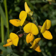 Yellow Corniculatus Flower Seeds