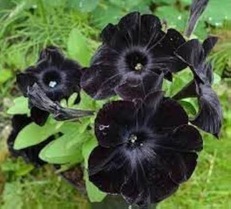 Black Petunia Seeds
