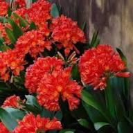 Red Clivia Flower Seeds 
