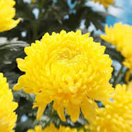 Yellow Chrysanthemum Flower Seeds - Heirloom Non GMO High Germination Garden Seeds for Planting