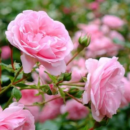 Pink Pale Rose Flower Seeds