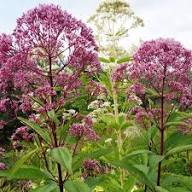 PINK EUPATORIUM FLOWER SEEDS HEIRLOOM NON-GMO HIGH GERMINATION ORGANIC GARDEN SEEDS FOR PLANTING Seeds - Heirloom Non GM