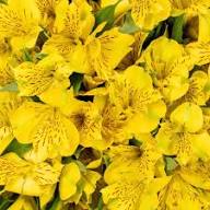 Yellow Alstroemeria Rare Blooming Plants for Balcony and Patio Gardening for Colorful for Planting Heirloom Non-GMO H