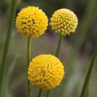 Yellow Billy Buttons Flower Flower Seeds - Heirloom Non GMO High Germination Organic Garden Planting Seeds