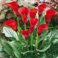 Red Zantedeschia Calla Lily Flower Seeds