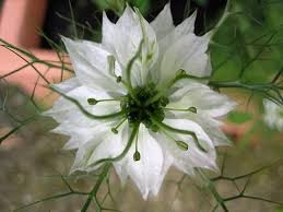 White Nigella Damascena Flower Seeds 