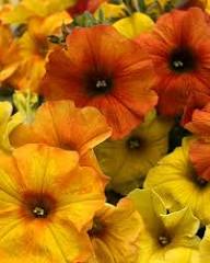 Yellow Orange Petunia Flower Light Fresh Planting Bright Petunias Flower Seeds Home Garden Seeds for Planting Heirloom