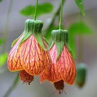 Orange Abutilon Striatum Flower Seeds Heirloom Non GMO High Germination Organic Garden Seeds Seeds for Planting - Heirlo
